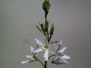 Anthericum